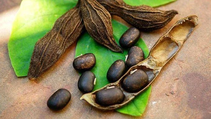 Konch Seed (Mucuna pruriens) used in Femina